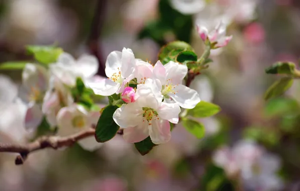 Дерево, нежность, весна, яблоня, цветение