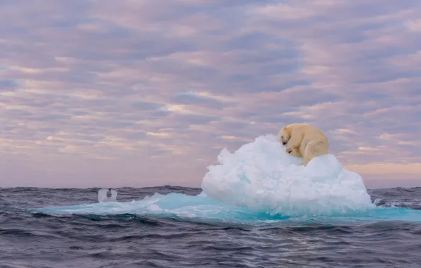 Картинка ice, льдина, белый медведь, sea, polar bear, ice floe