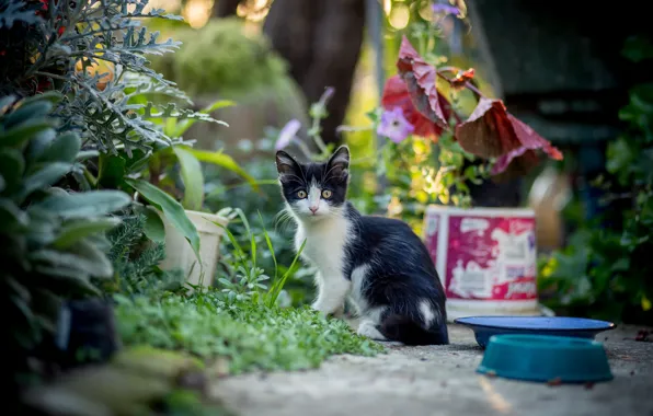 Кошка, лето, взгляд, котенок, черно-белый, растения, сад, миски