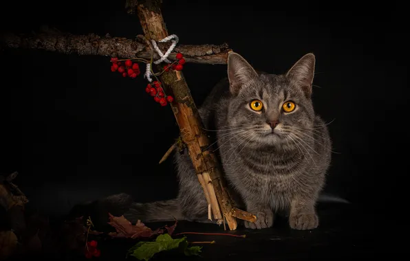 Осень, кошка, кот, взгляд, листья, ветки, поза, ягоды
