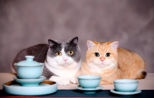 Кошка, кот, взгляд, кошки, фон, коты, две, пара