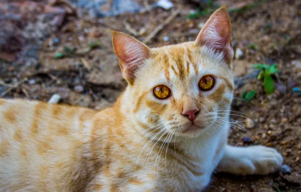 Кошка, кот, взгляд, морда, земля, котик, рыжий, лежит