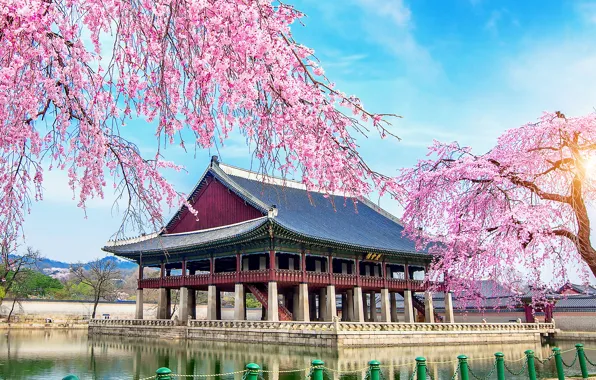 Spring, Seoul, сакура, lake, South Korea, Корея, pink, blossom