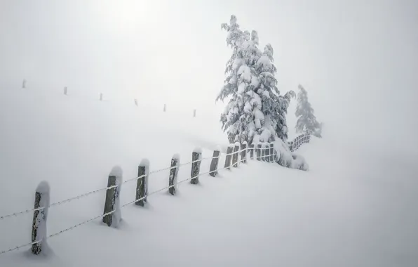Картинка зима, снег, деревья, туман, забор