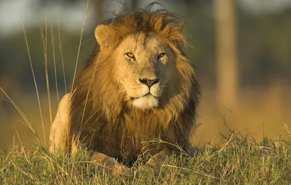 Животные, трава, природа, хищники, лев, дикие кошки, львы