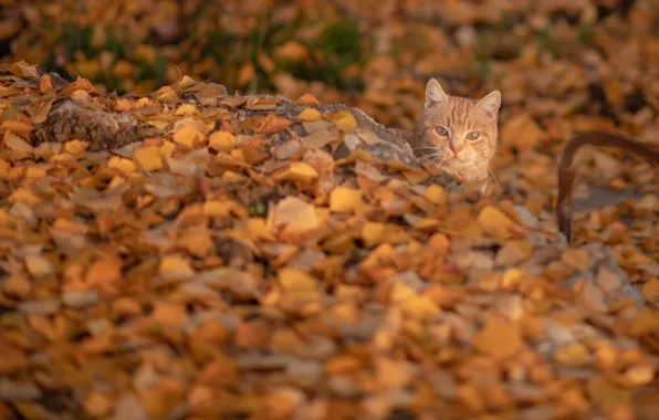 Осень, кошка, кот, рыжий, мордочка, опавшие листья, котейка, жёлтые листья
