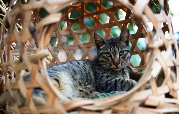 Кошка, глаза, кот, взгляд, морда, поза, уют, серый