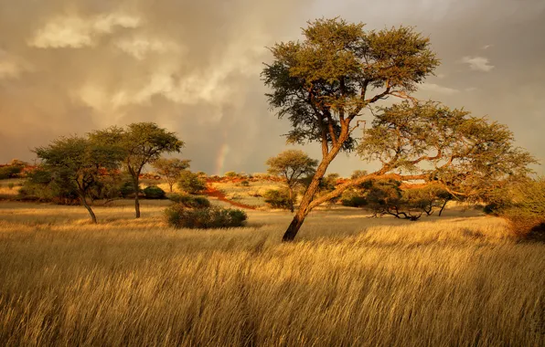 Картинка трава, деревья, саванна, Африка, Намибия