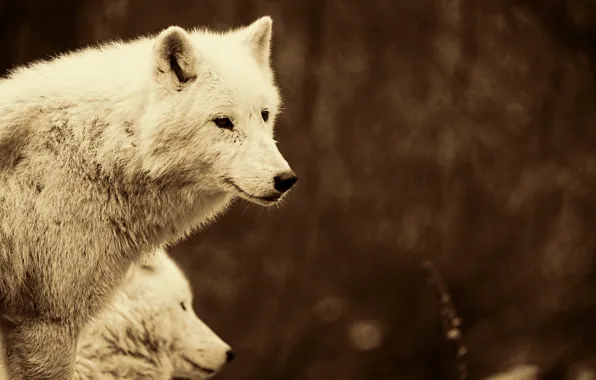 Картинка nature, predator, animal, wolf, wildlife, portrait, polar wolf, portrait.