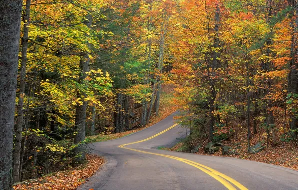 Дорога, лес, листья, деревья, трасса, Осень, поворот, горка