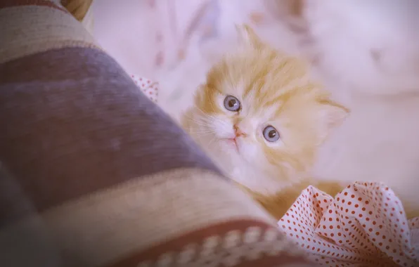 Взгляд, рыжий, мордочка, котёнок, персидская кошка