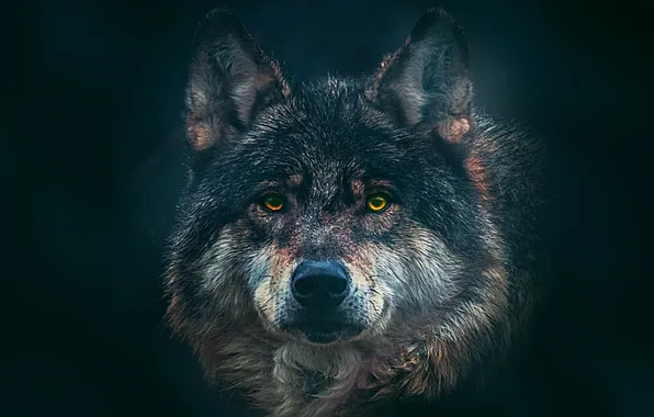 Взгляд, фантазия, волк