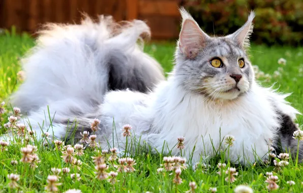 Зелень, кошка, лето, трава, кот, взгляд, морда, цветы