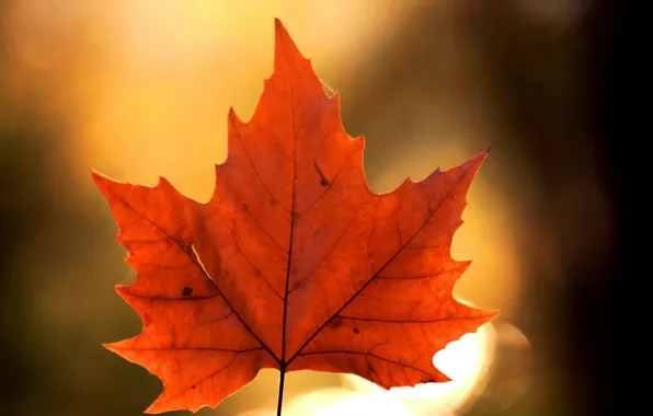 Осень, природа, лист, клен