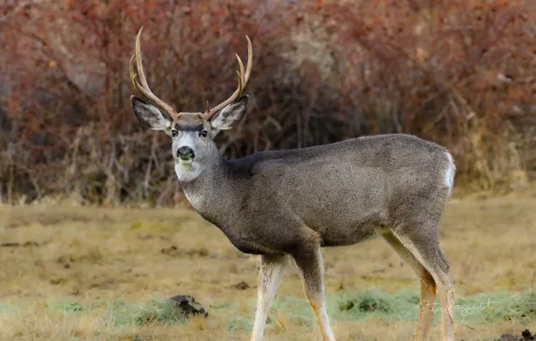 Взгляд, деревья, олень, рога, Oh Deer