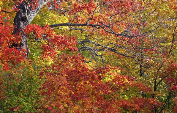 Осень, листья, деревья, ветки