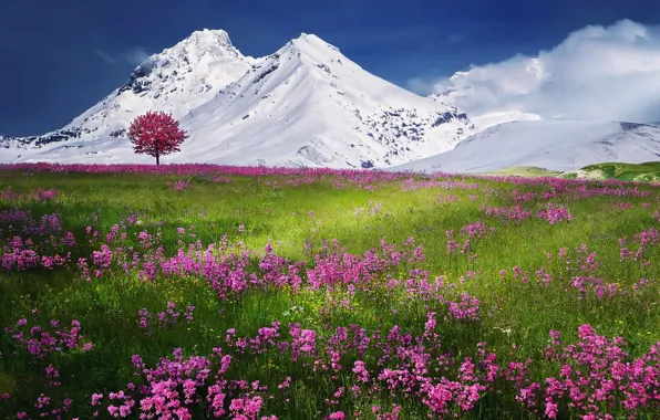 Картинка небо, облака, снег, пейзаж, цветы, горы, природа, дерево