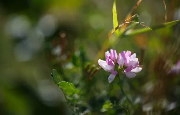 Макро, цветы, природа