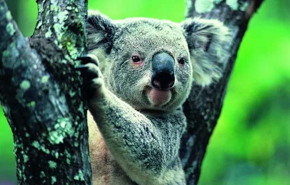 Картинка природа, животное, коала