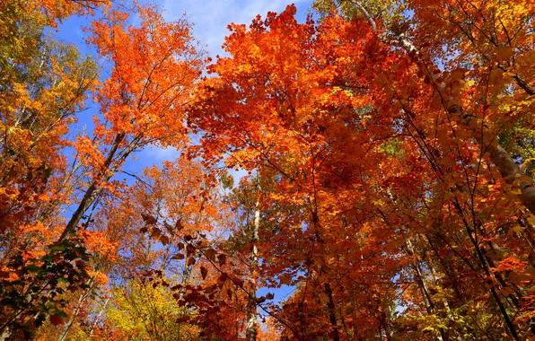 Осень, небо, листья, деревья, Канада, Онтарио, багрянец