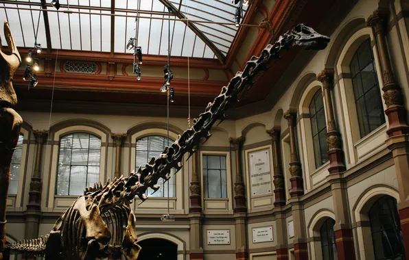 Картинка динозавр, скелет, музей