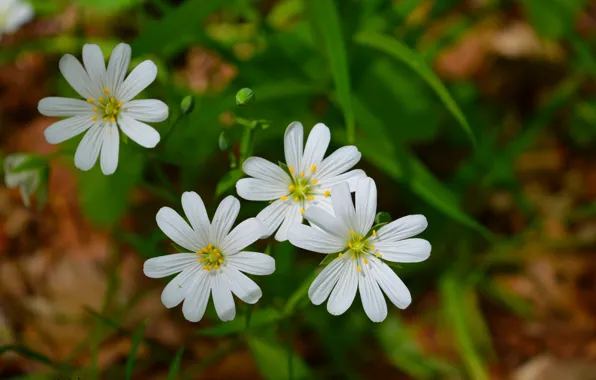 Картинка Весна, Spring, Боке, Bokeh, Белые цветы, White flowers