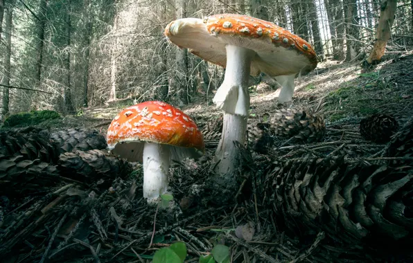 Лес, грибы, мухоморы, Under the Umbrella