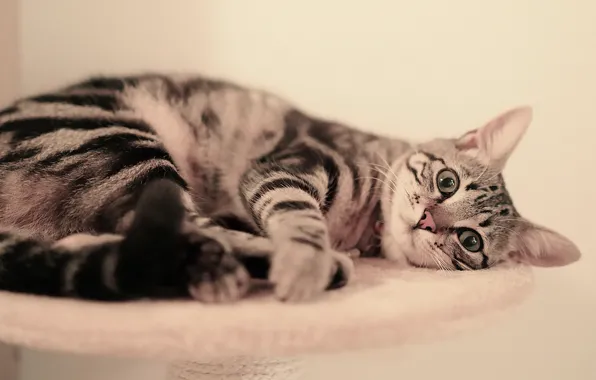 Кошка, кот, взгляд, морда, отдых, лежит, серая, светлый фон