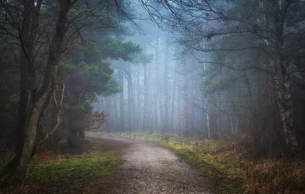 Дорога, осень, лес