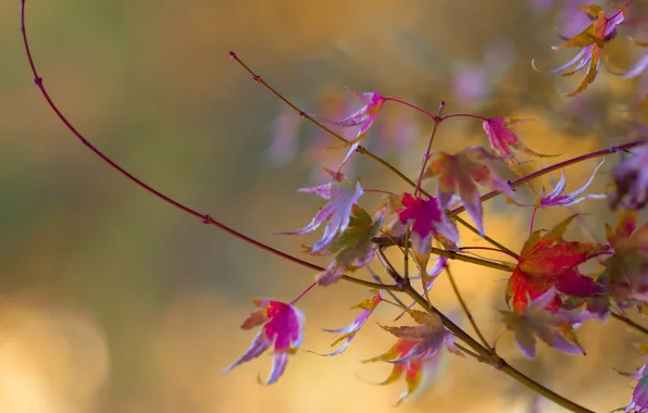 Осень, листья, природа