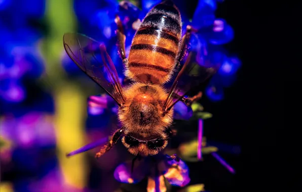 Картинка природа, пчела, насекомое