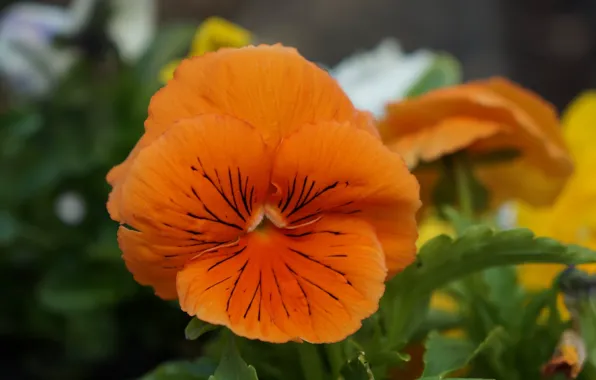 Flower, garden, blooming