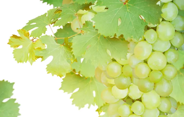 Виноград, гроздь, Grape