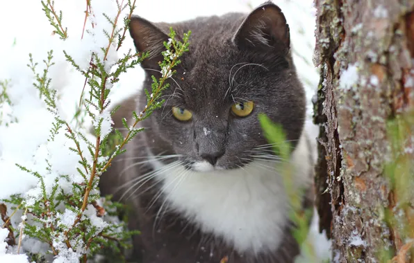 Кошка, кот, снег, дерево, ствол, туя