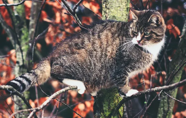 Картинка кошка, кот, дерево, на дереве, котэ, котейка