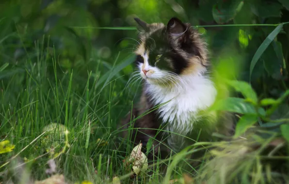 Картинка трава, кот, пятнистый