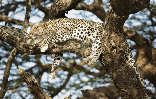 Картинка леопард, лежит, окрас, хищник, отдых, маскировка, на дереве, дикая кошка
