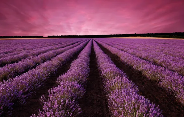 Пейзаж, закат, природа, цветение, landscape, nature, sunset, flowering