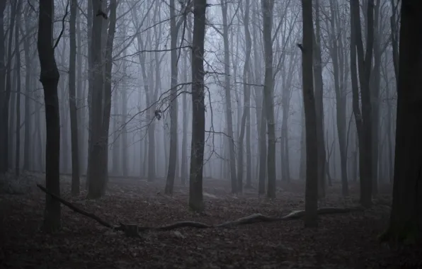 Зима, лес, деревья, природа, туман, Michał Janiak