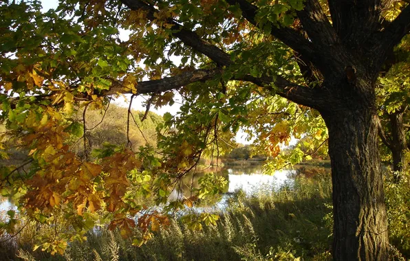 Картинка осень, природа, река, дубы