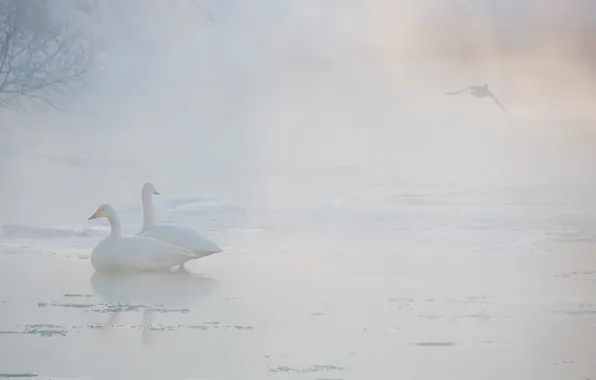 Картинка птицы, туман, лебеди