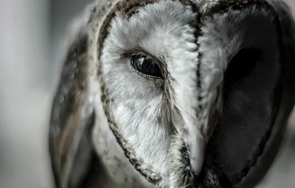 Сова, Птица, Глаза, Клюв, Wild, Owl, Bird, Animal