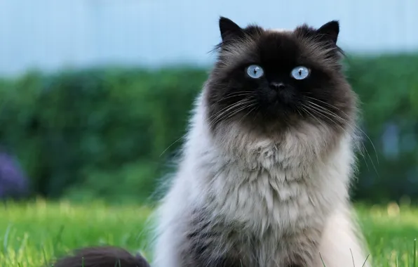 Картинка кошка, кот, взгляд, природа, зеленый, фон, голубой, портрет