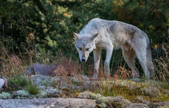 Картинка лес, трава, взгляд, морда, природа, поза, камни, серый