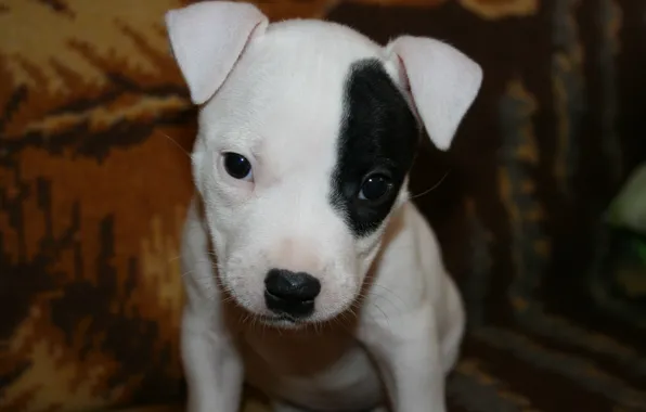 Собака, щенок, друг., Pit Bull Terrier