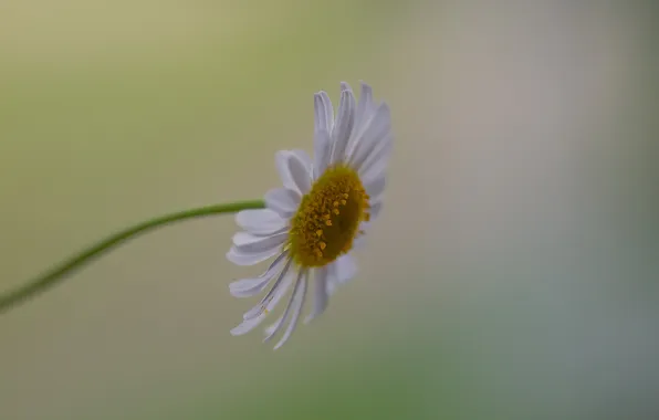 Цветы, природа, ромашка, боке