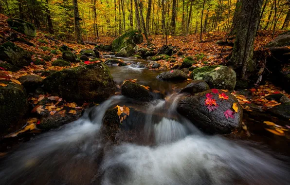Картинка осень, лес, деревья, природа, река
