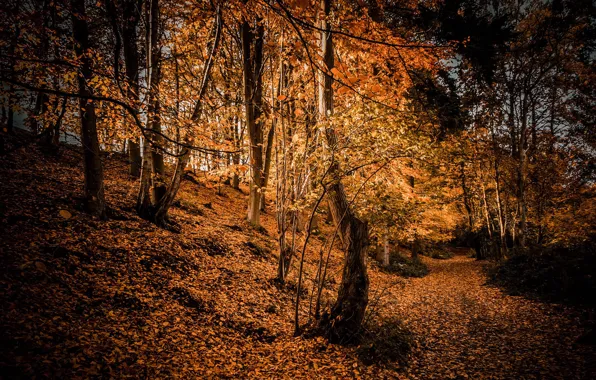 Картинка осень, лес, природа