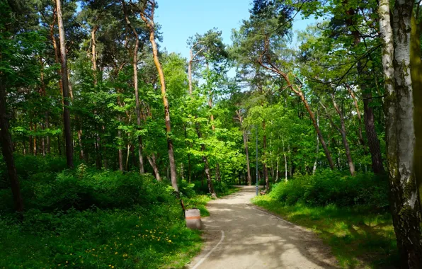 Road, park, tree, lane