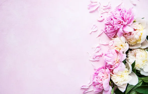 Картинка цветы, лепестки, розовый фон, pink, flowers, пионы, petals, peonies